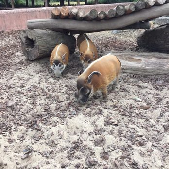 Pairi Daiza - Zoos Near Me - Brugelette, WHT Pairi Daiza - Zoos Near Me - Brugelette, WHT