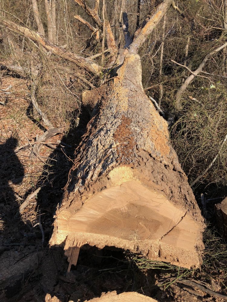 GUZMAN BROTHERS TREE SERVICES 14 Photos 1940 Lizard Lick Rd, Zebulon, NC Yelp