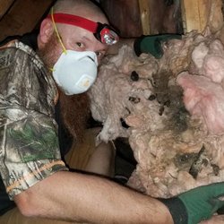 River Valley Wildlife Specialists - We clean and restore attics after animals use them as a restroom and have babies