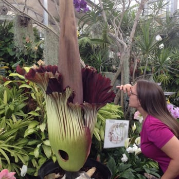 Foster Botanical Garden - Corpse flower bloomed but slowly closing today 4/14/14. Stinky and tall!!! Been there, smelt that! Rare! Blooms every 3-5 years. - Botanical Gardens Near Me - Honolulu, Hawaii Foster Botanical Garden - Corpse flower bloomed but slowly closing today 4/14/14. Stinky and tall!!! Been there, smelt that! Rare! Blooms every 3-5 years. - Botanical Gardens Near Me - Honolulu, Hawaii