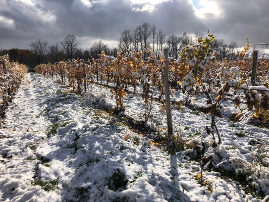 Hosmer Winery by null