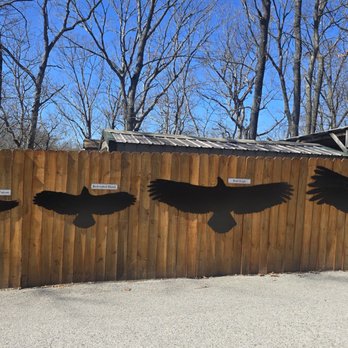 World Bird Sanctuary - WOW, never realized how wide their wings spread - Parks Near Me - Valley Park, Missouri