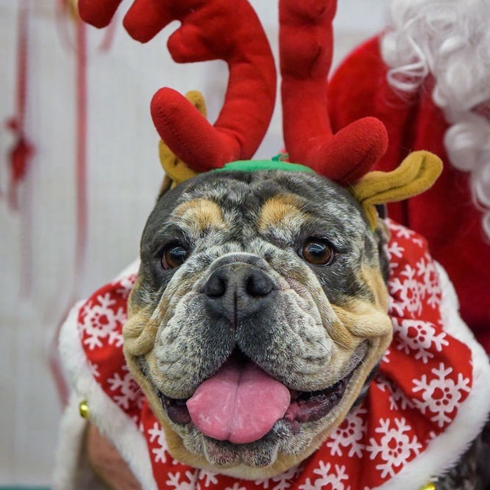 Pet Food Express - Dog in Christmas outfit - Pet Stores Near Me - Sacramento, California Pet Food Express - Dog in Christmas outfit - Pet Stores Near Me - Sacramento, California