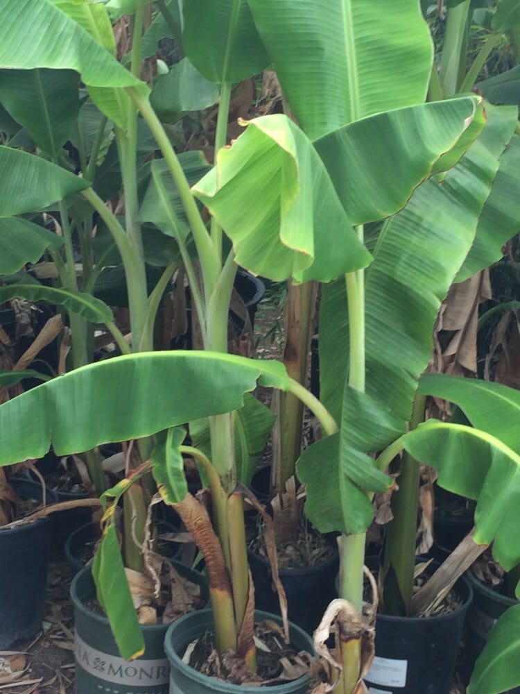 BAMBOO NURSERY & GARDEN SUPPLIES Updated September 2024 11 Photos