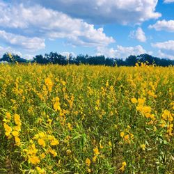 Cannon Farms - Acres of flowers.