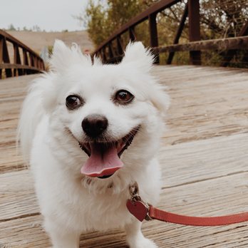 4 Paws Furever - Pet Sitting Near Me 4 Paws Furever - Pet Sitting Near Me