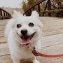 Photo of 4 Paws Furever