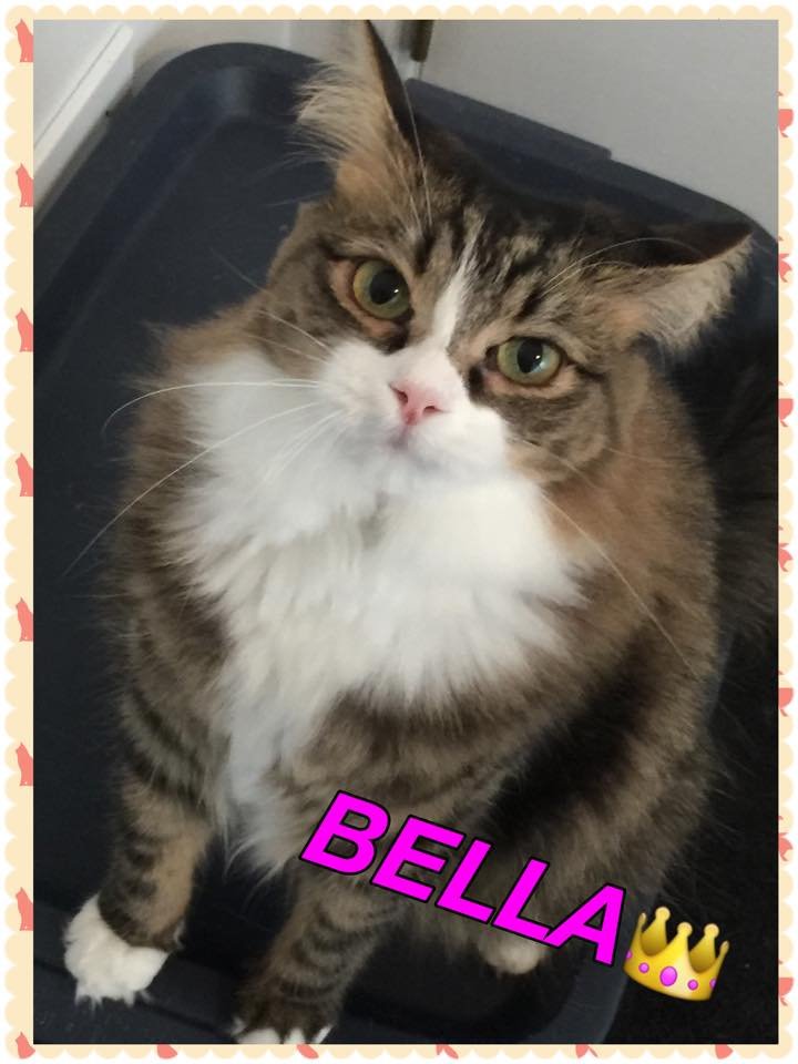 VANDERHOOF VETERINARY HOSPITAL Updated September 2024 51 Reviews 2235 Lk Ave, Altadena