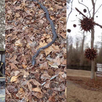 Dismal Swamp Canal Trail - old train engine for logging and snakes on the trail! - Hiking Near Me - Chesapeake, Virginia Dismal Swamp Canal Trail - old train engine for logging and snakes on the trail! - Hiking Near Me - Chesapeake, Virginia
