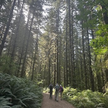 Cherry Creek Falls Trail - The forest. - Hiking Near Me - Duvall, Washington