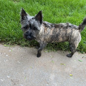 Kriser's Natural Pet - Pet Groomers Near Me - Denver, Colorado Kriser's Natural Pet - Pet Groomers Near Me - Denver, Colorado