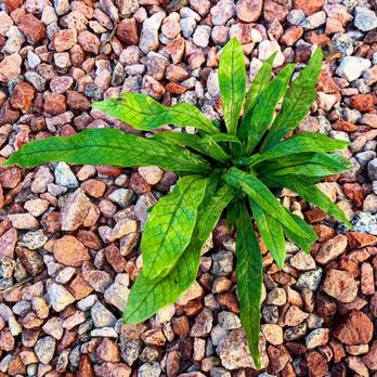 Pueblo - Crocodile fern - Nurseries & Gardening Near Me - Phoenix, Arizona