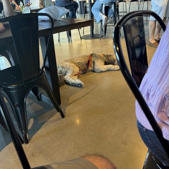 Rollertown Beerworks - Dog in the tap room - Breweries Near Me - Frisco, Texas Rollertown Beerworks - Dog in the tap room - Breweries Near Me - Frisco, Texas