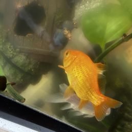 My goldfish and tank