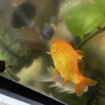 Connies Pond and Koi - My goldfish and tank - Local Fish Stores Near Me - Castro Valley, California