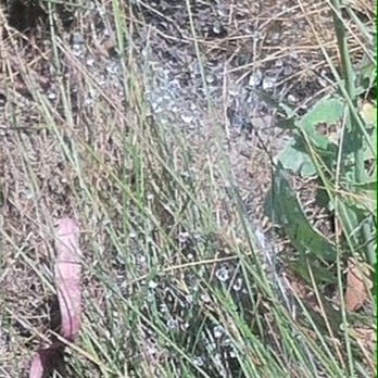 Nike Hill - Wet dew on web - Hiking Near Me