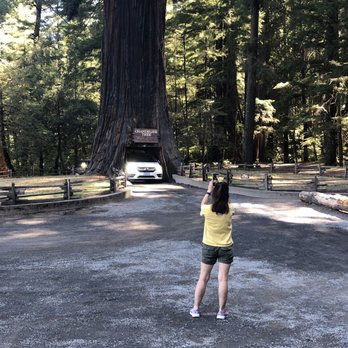 Drive-Thru Tree - The Chandelier Tree - Parks Near Me - Leggett, California Drive-Thru Tree - The Chandelier Tree - Parks Near Me - Leggett, California
