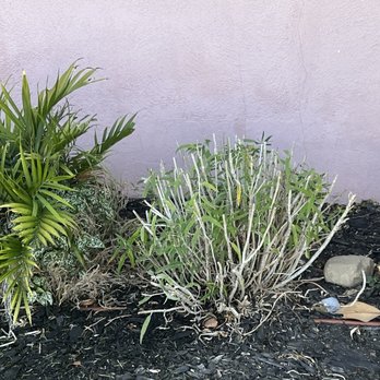 Juan's Gardening Service - Here's a Mexican bush he cut it all the way down to the branches when they have beautiful purple flowers in summer - Tree Services Near Me