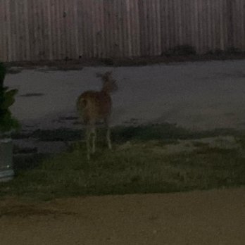 Gruene Cottages - Even deer are roaming around this place. - Vacation Rentals Near Me - New Braunfels, Texas