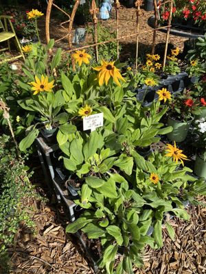 COTTAGE GARDEN - Updated December 2025 - 16 Photos - 203 Cleveland Ave ...