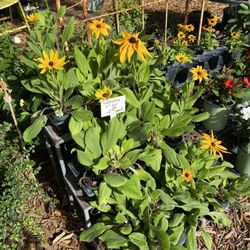 Cottage Garden