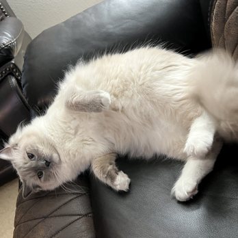 Lil’ Meow Meows Ragdoll Cattery - Pet Breeders Near Me Lil’ Meow Meows Ragdoll Cattery - Pet Breeders Near Me
