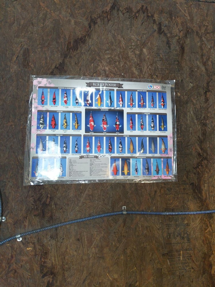 Wild Rock Koi - koi in Houston, TX