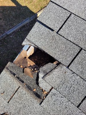 Raccoon trapping and removal - Removed several raccoons from the attic of this home then repaired the hole in the roof. Raccoon trapping and removal - Removed several raccoons from the attic of this home then repaired the hole in the roof.