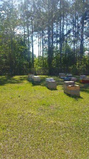 zacks honey farm - beekeeping in Jacksonville, FL