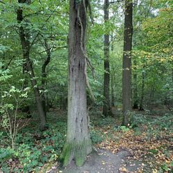 Buggenhout Bos - Trees trees trees