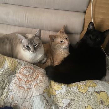 Princeton Veterinary Clinic - Whitton,Henrik,Philippe - Veterinarians Near Me - San Jose, California Princeton Veterinary Clinic - Whitton,Henrik,Philippe - Veterinarians Near Me - San Jose, California