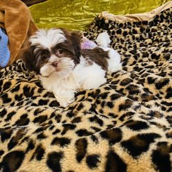 Pet Fair