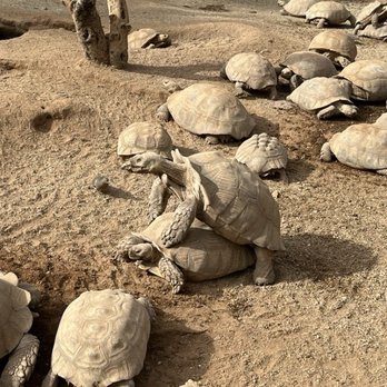 Phoenix Herpetological Society - Tortoises exercising in their enclosure! - Community Service/Non-Profit Near Me