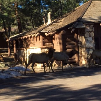 Kachina Lodge - Elk hanging out. - Hotels Near Me - Grand Canyon, Arizona Kachina Lodge - Elk hanging out. - Hotels Near Me - Grand Canyon, Arizona