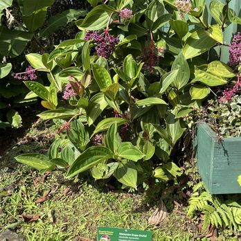 Mountain Thunder Coffee Plantation - Coffee & Tea Near Me - Kailua-Kona, Hawaii