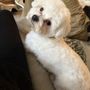 Photo of Groomit for Pets
