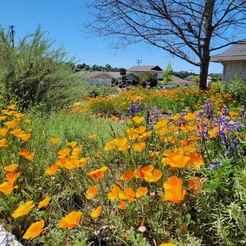 Rewind Ojai Native Garden Tour - Native plantings. - Community Gardens Near Me - Ojai, California Rewind Ojai Native Garden Tour - Native plantings. - Community Gardens Near Me - Ojai, California