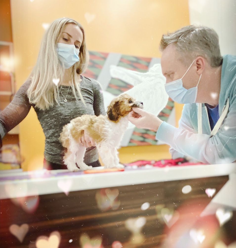 YALETOWN PET HOSPITAL Updated September 2024 11 Photos & 68 Reviews