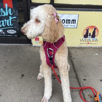 Pet Oasis - Bear after her day at the groomers - Pet Stores Near Me - Staten Island, New York Pet Oasis - Bear after her day at the groomers - Pet Stores Near Me - Staten Island, New York
