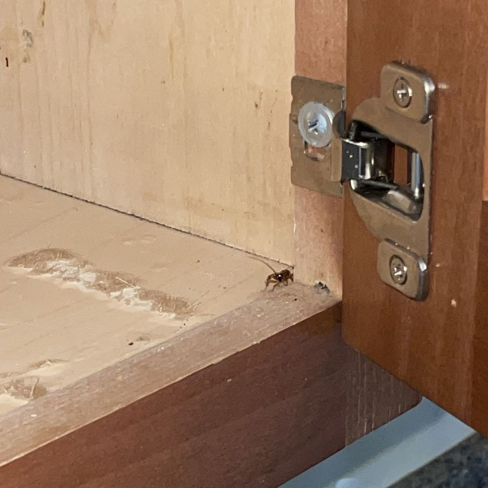 roach in cabinet