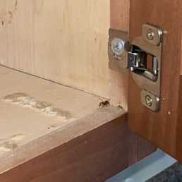 roach in cabinet roach in cabinet