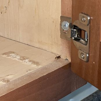 Real Estate Establishment - roach in cabinet - Real Estate Services Near Me - Orange, California Real Estate Establishment - roach in cabinet - Real Estate Services Near Me - Orange, California