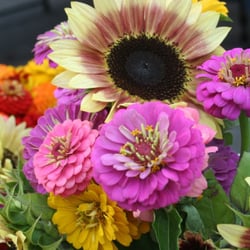 Morgantown Farmer's Market