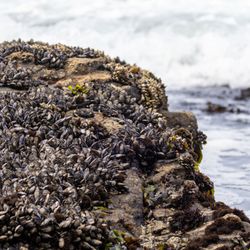 JV Fitzgerald Marine Reserve - Moss Beach