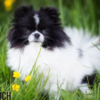 Picture Perfect Pooch - Home boarding - Dog Walkers Near Me Picture Perfect Pooch - Home boarding - Dog Walkers Near Me