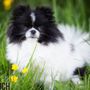 Photo of Picture Perfect Pooch