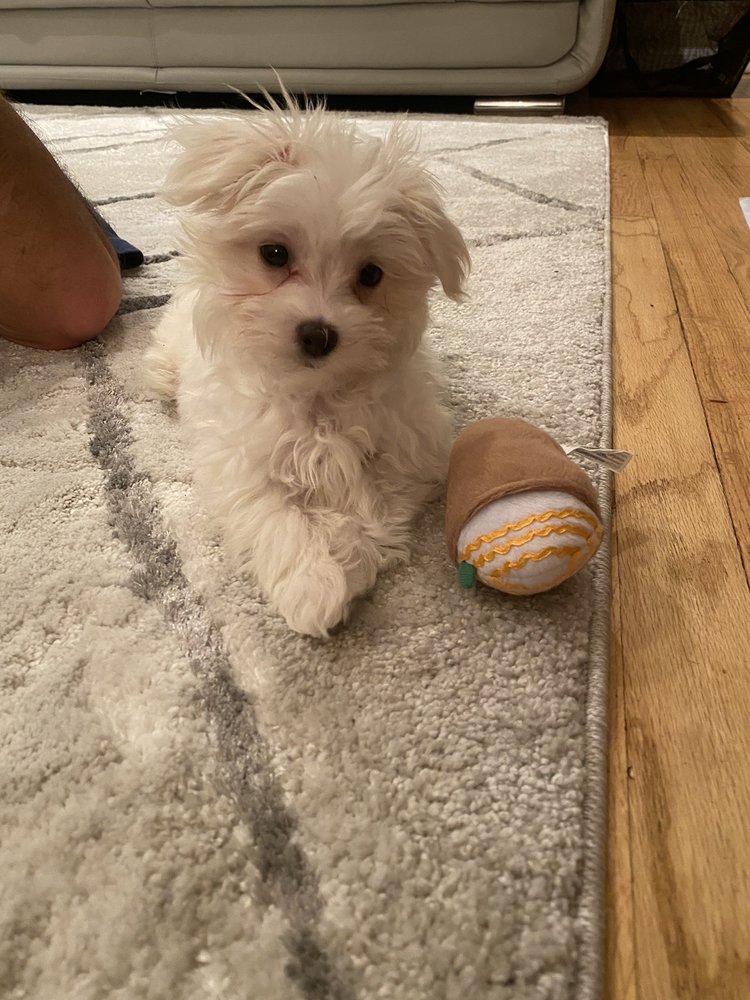 ARCADIA PETS Updated September 2024 18 Photos & 31 Reviews 4371