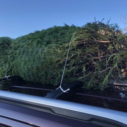 Pine Ridge Tree Farm - All loaded up