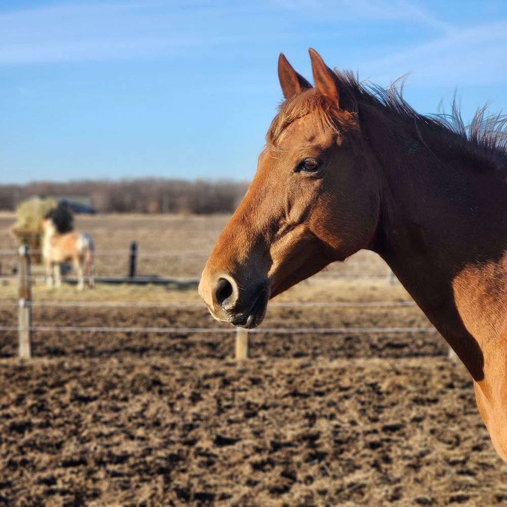 B & B Horse Ranch - equestrian in Seneca, IL