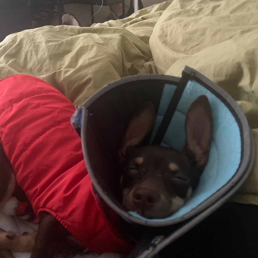 Denton County Animal ER - Here's the little baby healing thanks to them. - Emergency Pet Hospital Near Me - Denton, Texas